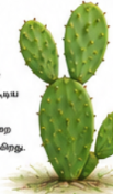 Spineless Cactus