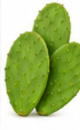 Cactus Pad